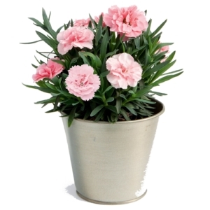 0610103518-Dianthus-caryophyllus-Oscar-pink_78356