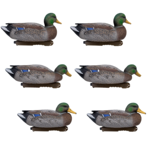 live_early_season_mallards